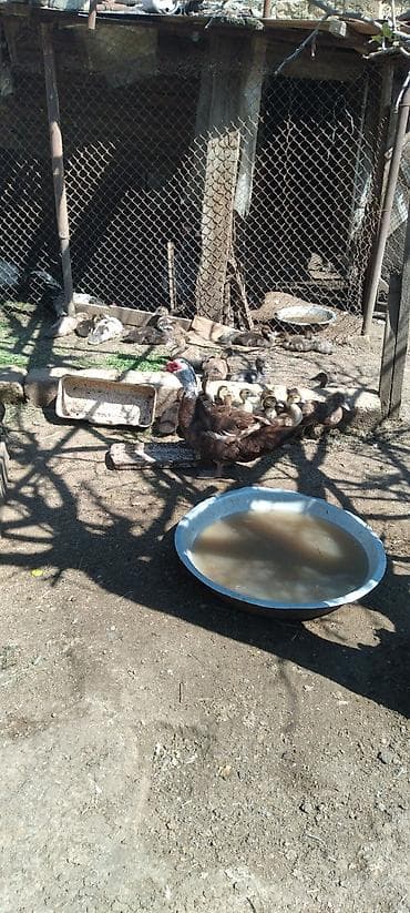 itlerin satisi 2018: Kuban ördək balaları.Amerkan sortu qəhvəyi - Növ: musk (indo) ördəyi — 1