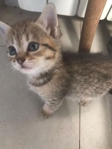 pişik pers: Tabbi, Yaxşı əllərə — 1