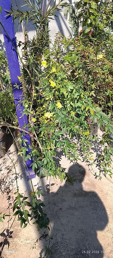 gül və çiçək adları: Bütün Bölgələrə çatdırılma var ətraflı məlumat üçün whatsapp da yaza — 3