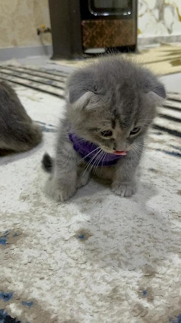 Şotland yastı qulaq, Yaxşı əllərə