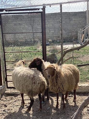 Gəmiricilər: Boğaz Qoyunlar satılır sağlam heyvanlardı — 3