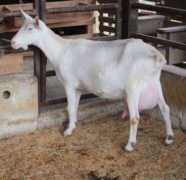 Daraq panellər: Süd istiqamətli ağ rəngli keçilər və balaları - Cins tipi: yüksək — 1