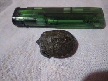 Su tispağasi baladi