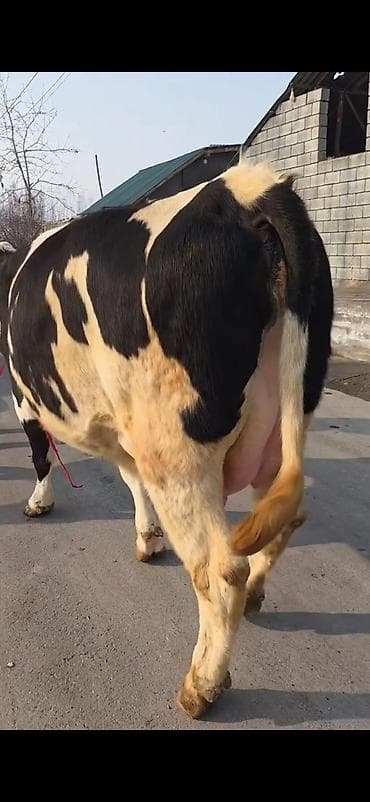 Бараны, овцы: Südlük inək buzovla birlikdə - Cins: Holşteyn tipli, ağ-qara rəngli - — 10