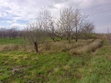 sumqayit kirayə: Kənd təsərrüfatı — 7