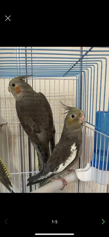 Salam Korella quşları Satılır Biri 25 manatadi Mağaza deyil öz lalafo.az -da Salam Korella quşları Satılır Biri 25 manatadi Mağaza deyil öz