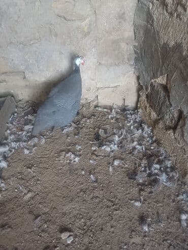 ov iti satanlar: Hind quşu — 3