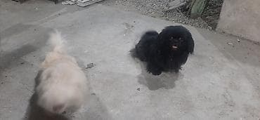 Pekines, 1 ay, Erkek