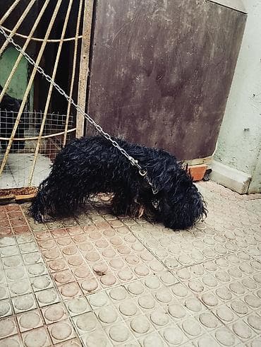 sabuncu it bazarı: 1 il, Erkek — 2
