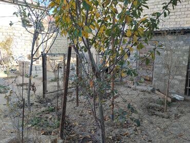 turkanda heyet evleri: Hövsan qəs. 2 otaqlı, 42 kv. m, Orta təmir — 5