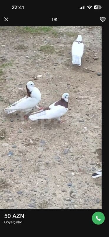 Heyvanlar üçün mallar: Hazır cütdüler boynu gülüler cidi alıcıya endirim olunacaq — 1