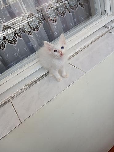 şinşila pişik satılır: 2ayliq dişi anqora balasi satilir 😽🐾❤️ -Bu balaca bala evde doğulub — 1