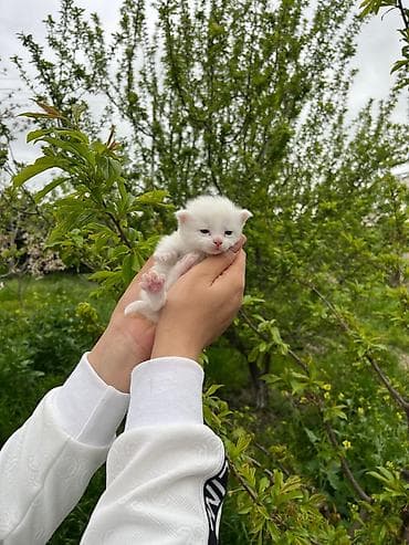 gəncə toyuq satan: Erkək, Yaxşı əllərə, Ödənişli çatdırılma — 4