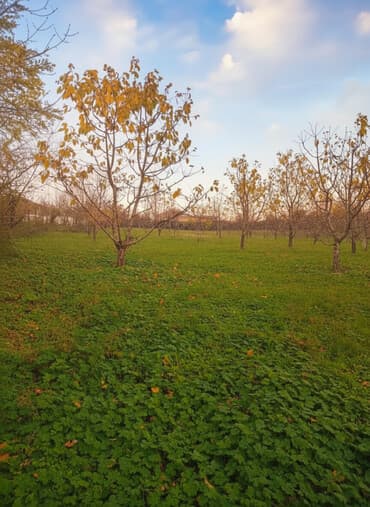 sabuncu rayonu: 10 sot, Kənd təsərrüfatı, Mülkiyyətçi, Kupça (Çıxarış) — 1