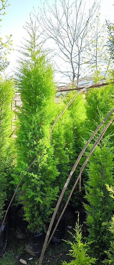 yasemen agaci: Leylandi tuya ağacları – dekorativ, həmişəyaşıl hasar və landşaft üçün — 3