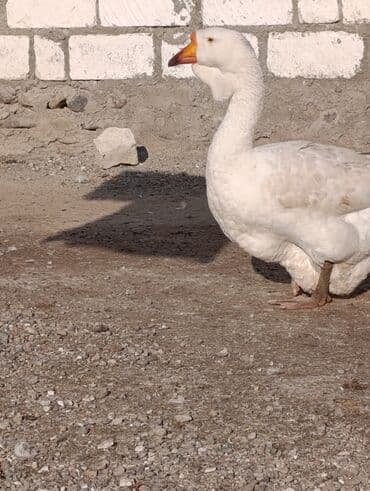 Gəmiricilər: Dişi, | Xolmogor, Damazlıq, Ödənişli çatdırılma — 5