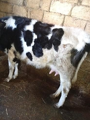 1gündür doğub balası dişidir birinci qarinadir