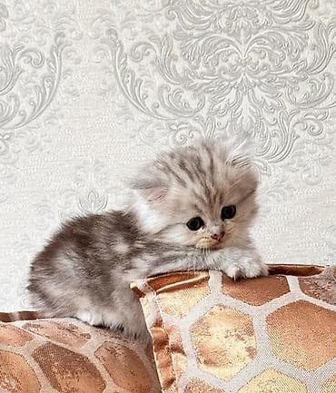 pişik geyimi: Şotland — 7