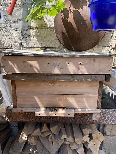 🐝 TƏMİZ BOZ QAFQAZ ARILARI SATILIR 🍯 Arıçılıqla məşğul olanlar üçün lalafo.az -da 🐝 TƏMİZ BOZ QAFQAZ ARILARI SATILIR 🍯 Arıçılıqla məşğul olanlar üçün