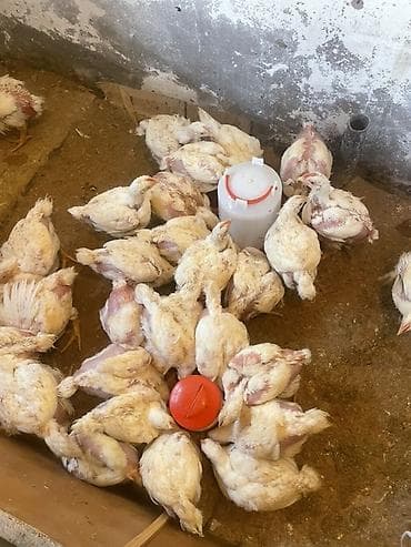 Животные: Куриные цыплята, Для мяса — 2