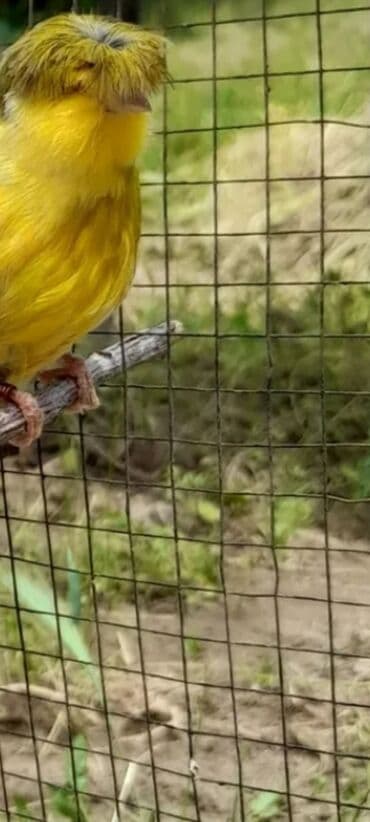 Heyvanlar: Satılır:1ed Erkek Sarı rəngli Quloster bulbulu. Xüsusiyyətlər: - — 2