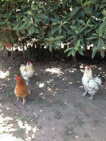 Dovşanlar: Bırama xoruzları 1 ilindiler sağlamdılar ecazkar görünüşleri var — 1