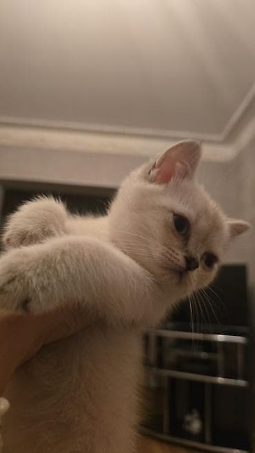 Pişiklər: Sevimli balaca pişik balası - Rəng: krem-boz gövdə, qulaq, quyruq və — 2