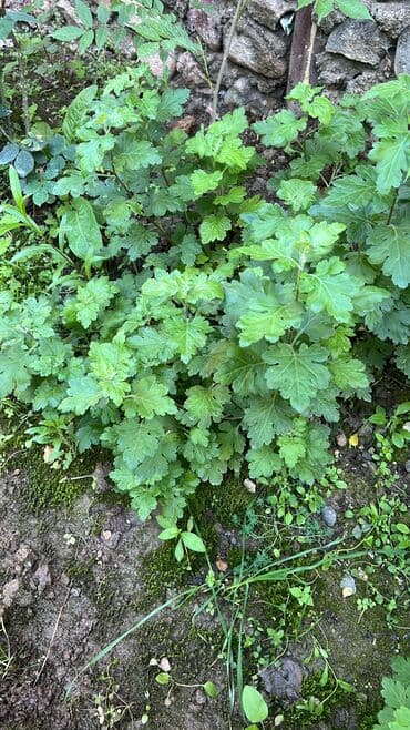 diffenbaxiya bitkisi haqqında: Her cure guler var veregliyin baxin ancag xanimlara satiş olur Gencedi — 12