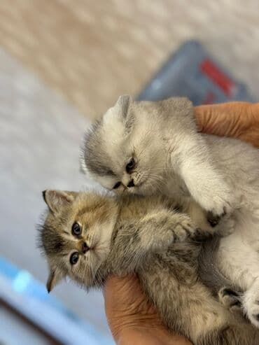 şotlan pişik: Şotland yastı qulaq, Erkək, Dişi, Yaxşı əllərə, Ünvandan götürmə, Pulsuz çatdırılma, Ödənişli çatdırılma — 227