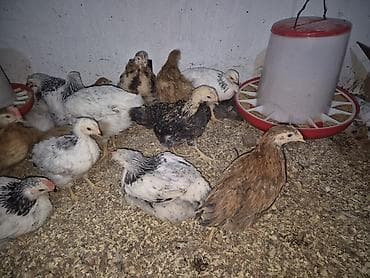 İtlər: Toyuq 40 günlük qiymət 7 azn çəkiləri 1 kqdan yuxarı Kürdəxanıda — 7