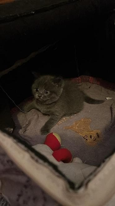 shotland pişik: Britan — 10