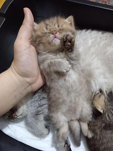 bala xaski: Britan, Erkək, Yaxşı əllərə, Ünvandan götürmə — 8