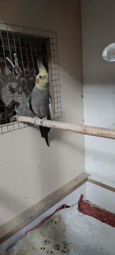 quş xana: Ələ öyrənibdi oxuyur erkəkdi pul lazımdı deyin satlır ciddi şəxslər — 6