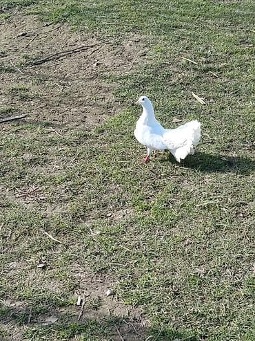 ucuz qazlar: Bəzəkli güvənc (qu quyrux) göyərçinlər dəsti - Növ: quyruğu — 6