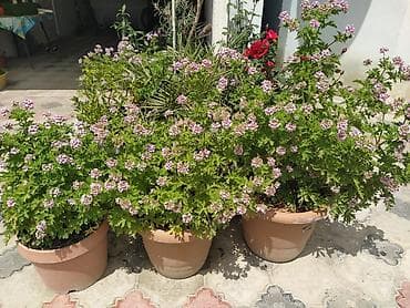 Комнатные растения: Saksıda ətirşah (pelargonium) – açıq bənövşəyi-çəhrayı çiçəklərlə bol — 3