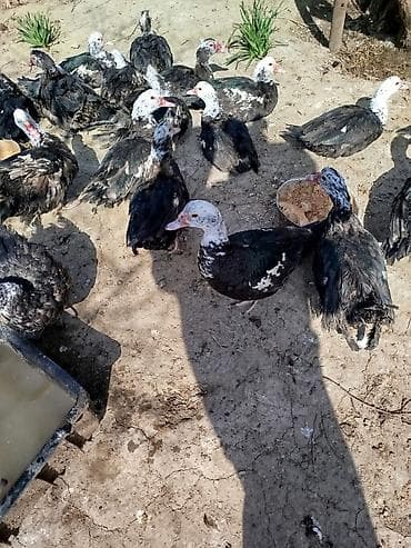 Quşlar: Salam lal ördəklər satilir dəyərinən cox asaga disili ərkeyli heckim — 1