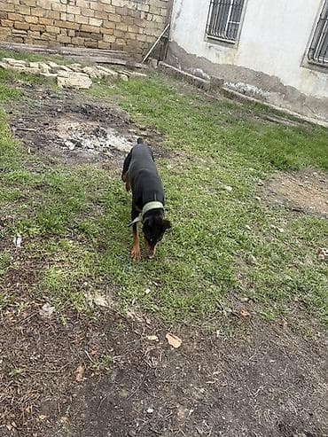spits itleri: Doberman, 1 il, Erkek — 4