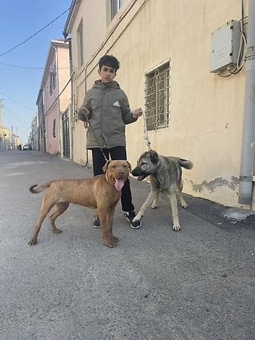 heyvan şekilleri: Pitbul, 2 il, Dişi, Sənədli, Ünvandan götürmə — 5