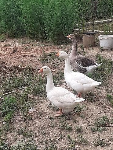 it bazari hardadi: Lənkəranda iki dənə linda qazları🦢 satılır.Çoxu satılıb.İki dənə — 2