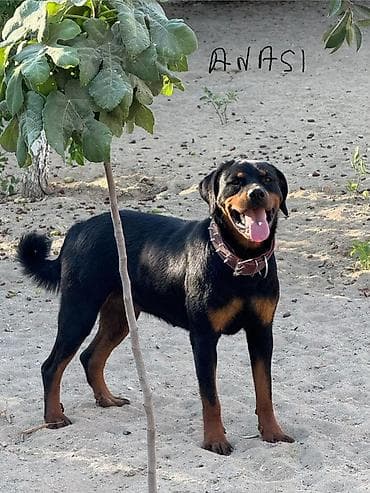 Pişiklər: Rotveyler, Peyvəndli — 7