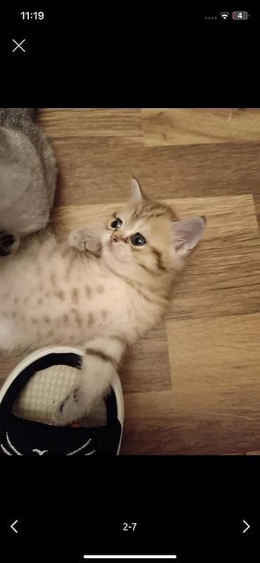 ev pisikləri: Britan, Dişi — 9