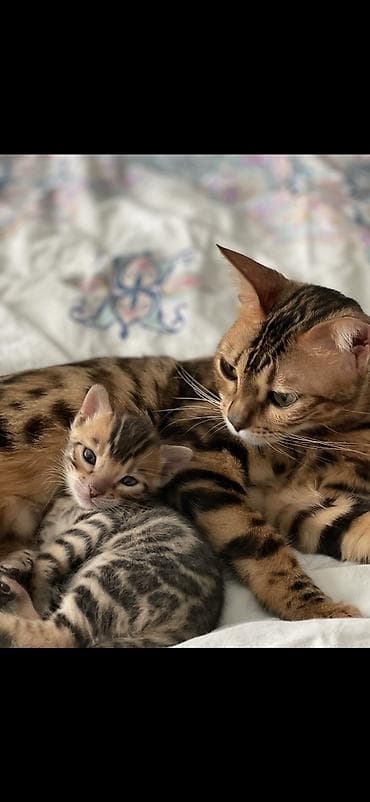 Quşlar: Benqal, Dişi — 5