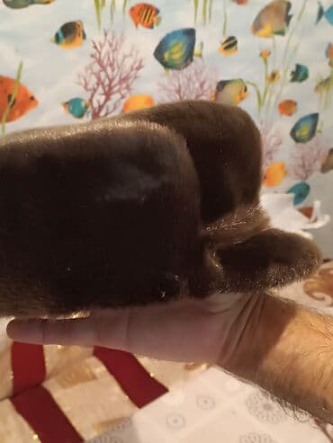 балаклава купить баку: Norka əla vəzyyətdə. Unvan yeni yasamal — 2