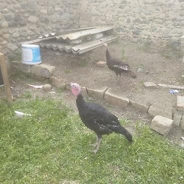 Kənd təsərrüfatı quşları: Erkək, Damazlıq — 1