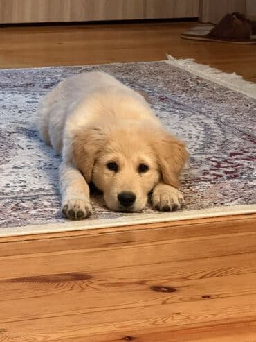 itler ucun qurd dermani: Retriever, 4 ay, Erkek, Peyvəndli — 1