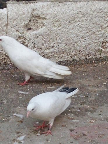 Göyərçinlər: Köm wekildekiler analaridi.balalar satiwdadi boyuk quw yox — 2