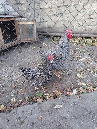 Inəklər, öküzlər: Toyuq, Damazlıq, Ödənişli çatdırılma — 1