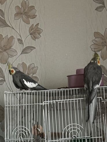 Heyvanlar üçün mallar: Erkəy korella Heç bir problemi yoxdu tam sağlam quşdu BARTER olunur — 1