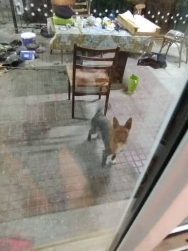 Kia: Zvonok, 7 ay, Dişi — 3