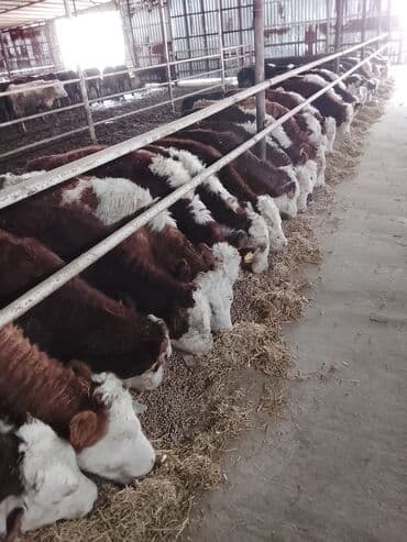 cins ineklerin satisi 2018: Hereford tipli ətlik danalar – fermadan - Şəkildəki bağlamalı fermada — 7